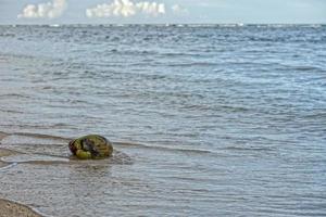 kokos frukt på de strand Strand foto