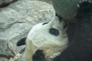 jätte panda medan spelar med en boll foto