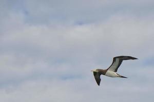 gannet fågel medan flygande foto