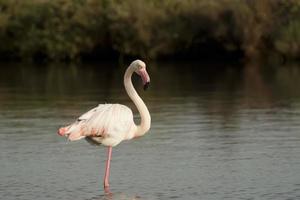 isolerat rosa flamingo ser på du foto