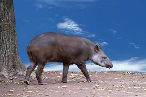 tapir porträtt medan ser på du foto