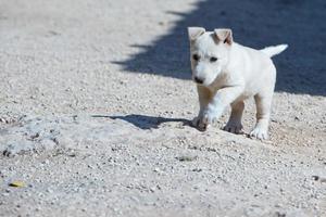 valp nyfödd vit pomeranian hund foto