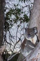 vild koala på en träd medan ser på du foto