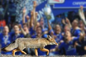 verklig räv leicester stad fotboll klubb tapet foto