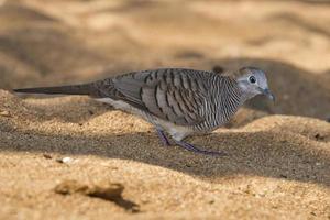 kinesisk fick syn på duva fågel på hawaiian strand foto