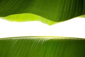natur begrepp. närbild av två färsk grön banan blad. naturlig grön yta textur. tropisk träd. isolerat på vit bakgrund med mitten Plats för text foto