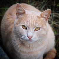 ett vackert brunt kattporträtt foto