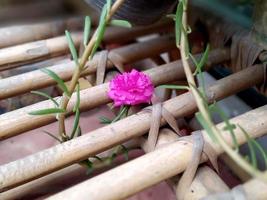 skön Portulaca grandiflora. mossa reste sig är härlig. foto