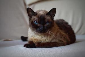 ett vackert siamesiskt kattporträtt foto