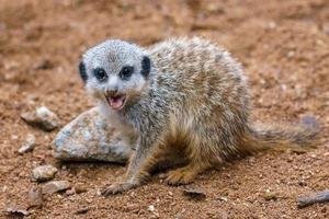 meerkat eller suricate Valp som visar dess tänder foto