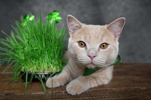 rolig persika katt lögner på nära de grodd gräs för djur med de symbol av st. patrick, de vitklöver. vår Semester st. Patricks dag och sällskapsdjur foto