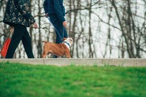 i tidigt vår, vuxen människor på ett aktiva promenad i de parkera med deras sällskapsdjur hundar, kopia Plats foto