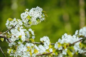 grenar av en blomstrande ljuv körsbär träd, körsbär träd med mjuk fokus på en blå himmel bakgrund och grönska av de träd. skön blommig bild av en panorama- se av vår natur. foto