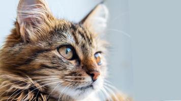 närbild porträtt av en grå randig inhemsk kattbild för veterinär kliniker, webbplatser handla om katter, för katt mat. foto