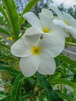 frangipani blommor är vit med en skön gul Centrum och en skön arter av plumeria pudica foto