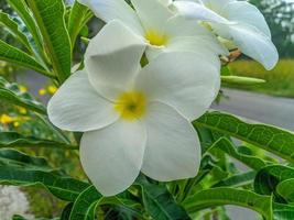 frangipani blommor är vit med en skön gul Centrum och en skön arter av plumeria pudica foto