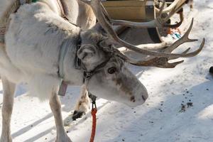 porträtt av en ren och en trä- släde foto