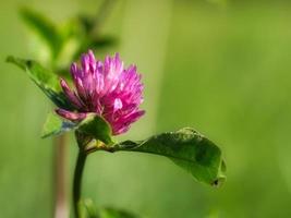 lila klöver blomma med grön löv på en äng. medicinsk växt från natur foto