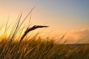 gräs på en dyn på de kust på solnedgång. natur Foto under en vandra på de baltic hav