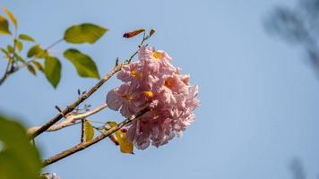 tabebuia rosea blomning i de trädgård foto