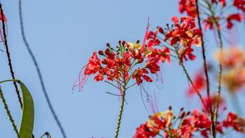 barbados stolthet, dvärg- Poinciana, blomma staket blomning i de trädgård foto