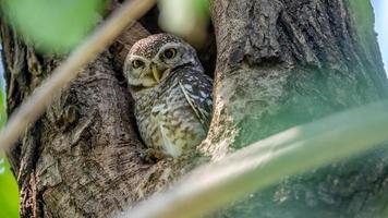 fick syn på owlet i träd ihålig foto