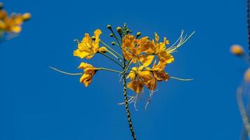 barbados stolthet, dvärg- Poinciana, blomma staket blomning i de trädgård foto