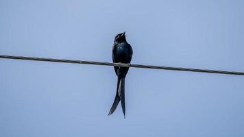 svart drongo uppflugen på tråd foto