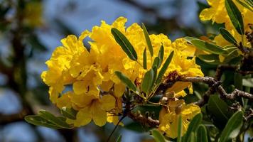 gul trumpet träd blomning i natur foto