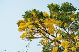 gul trumpet träd blomning i natur foto