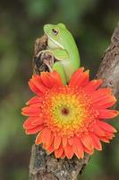 makro skede av groda och orange blomma foto