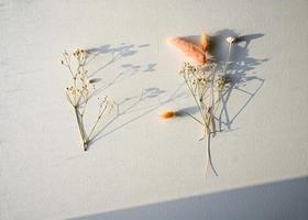 makro fotografi av torkades blommor av gypsophila, små knoppar foto