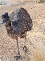 emu fågel i nofa vilda djur och växter safari tillflykt foto