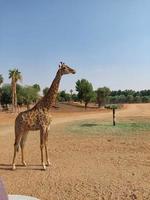 giraffer i nofa vilda djur och växter safari tillflykt foto