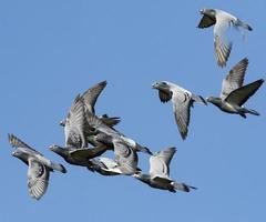 flock av hastighet kapplöpningsduva flyger mot klarblå himmel foto