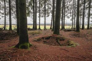 bois jacques. de skog av de rävhål från lätt företag, 101:a luftburet division. stänga till de stad foy. belgien ardennerna. foto