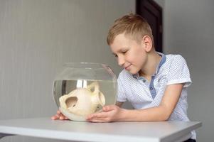 en söt pojke utseende in i en runda akvarium med fisk och ler. kärlek för husdjur foto