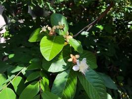 blommor från guava frukt. foto