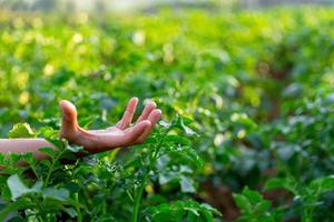 kvinna hand med potatis plantager växa i fält. vegetabiliska rader. jordbruk, lantbruk. smart jordbruk och precision lantbruk 4.0. modern jordbruks teknologi och data förvaltning till industri bruka foto