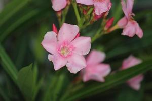 blommor under monsun i indisk by foto