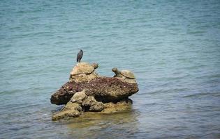 fågel på de stenar på bukt kust hav hav foto