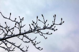 närbild av magnolia kobus kvistar med knoppar i vinter. de grenar är täckt med vit fluffig snö. foto