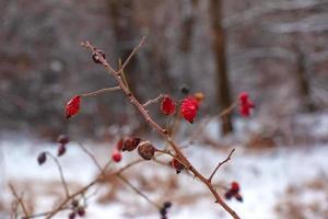 snö täckt röd nypon bär på en buske i vinter. vild reste sig höfter rosa acicularis. vinter- bär. natur bakgrund. foto