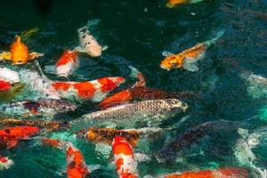 koi fisk i damm på utaradit, thailand. foto