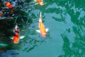 koi fisk i damm på utaradit, thailand. foto