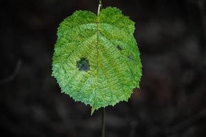 grön blad av hasselnöt med fläck formad som hjärta hängande ner på häck isolerat på svart skog bakgrund foto
