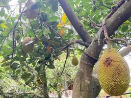mogen jackfrukter på de träd. domkraft frukt eller kallad nangka är tropisk frukt den där smak ljuv foto