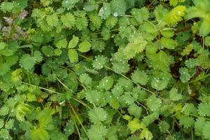 sanguisorba mindre, är ett Viktig medicinsk och medicinsk växt. foto