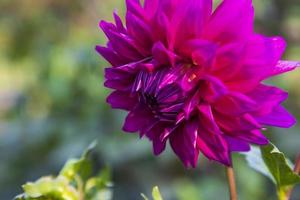 skön blomning rosa dahlia blomma i de trädgård träd foto