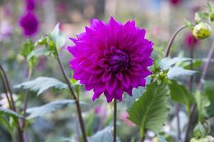 skön blomning rosa dahlia blomma i de trädgård träd foto